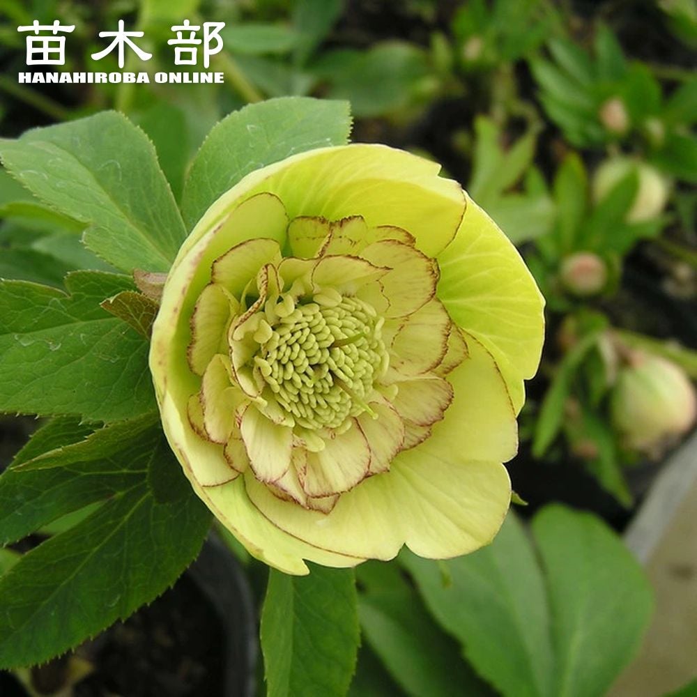 クリスマスローズ ホワイトオーケストラ 苗 販売 苗木部 By 花ひろば