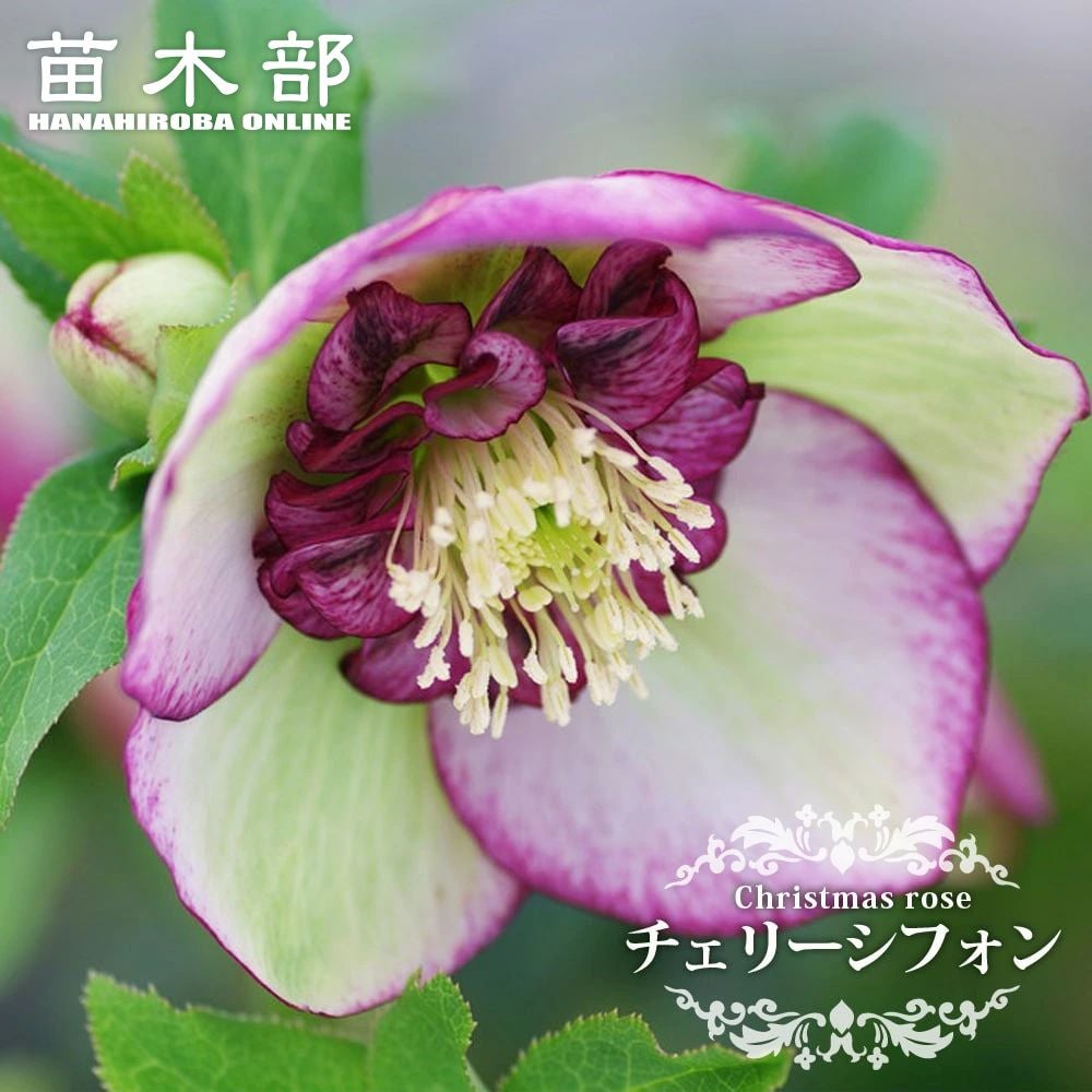 クリスマスローズ ホワイトオーケストラ 苗 販売 苗木部 By 花ひろば