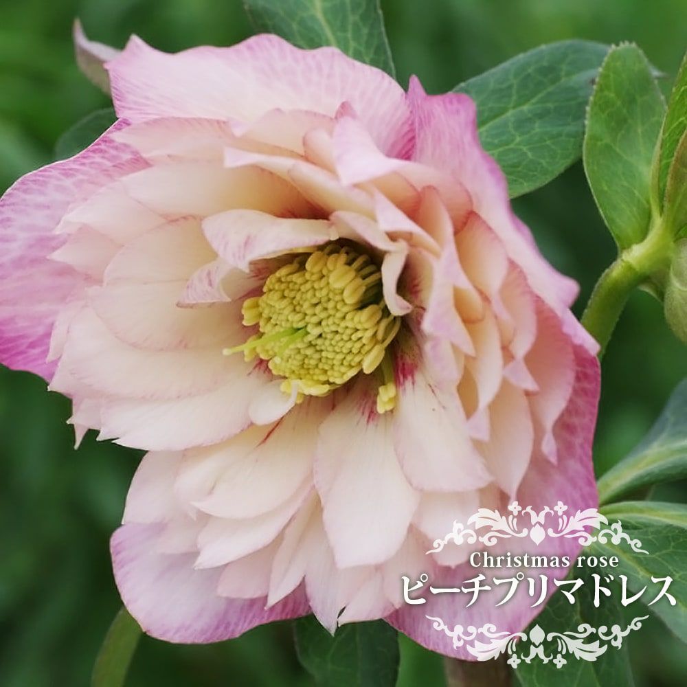 000000048176-01.jpg?size=l&w=