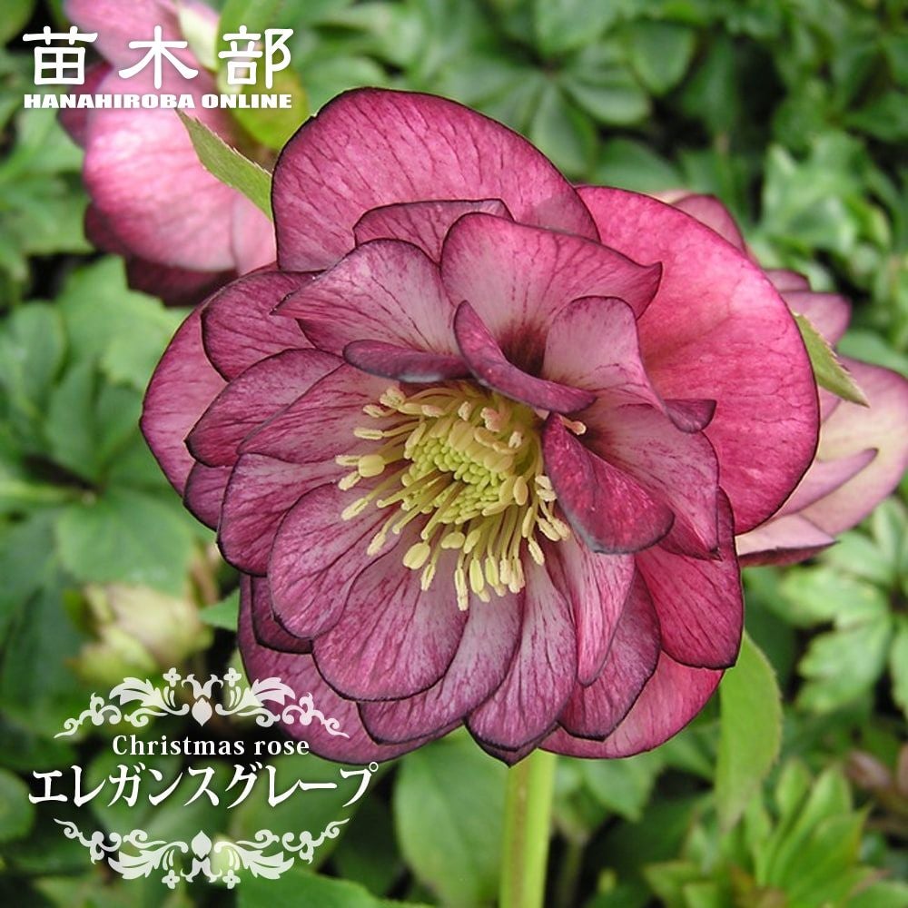 000000048179-01.jpg?size=l&w=