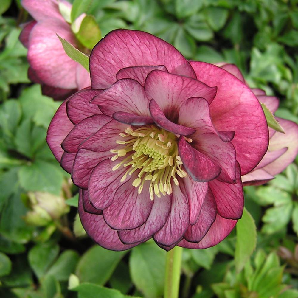 000000048179-04.jpg?size=l&w=