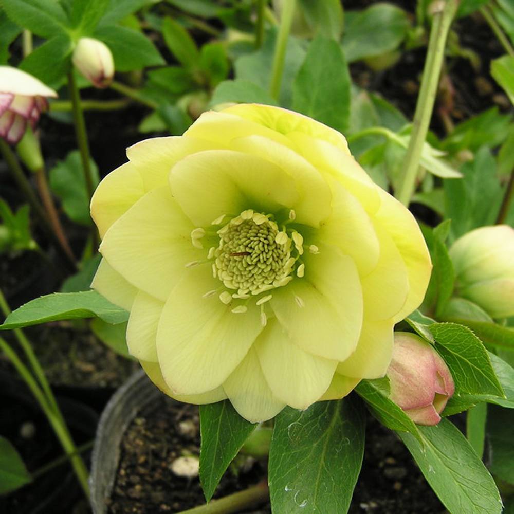 クリスマスローズ　６寸　イエロー　かすり 000000048180-04.jpg?size=l&w=