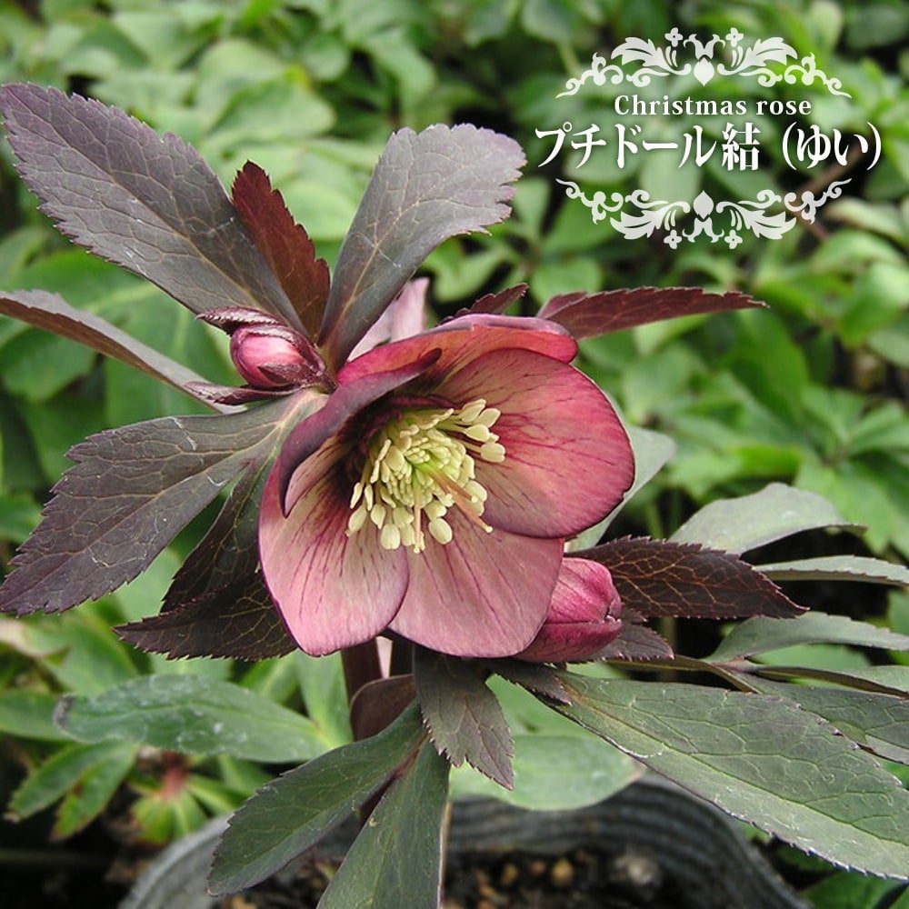 000000048181-01.jpg?size=l&w=