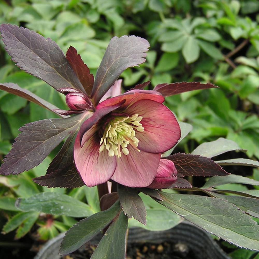 000000048181-04.jpg?size=l&w=