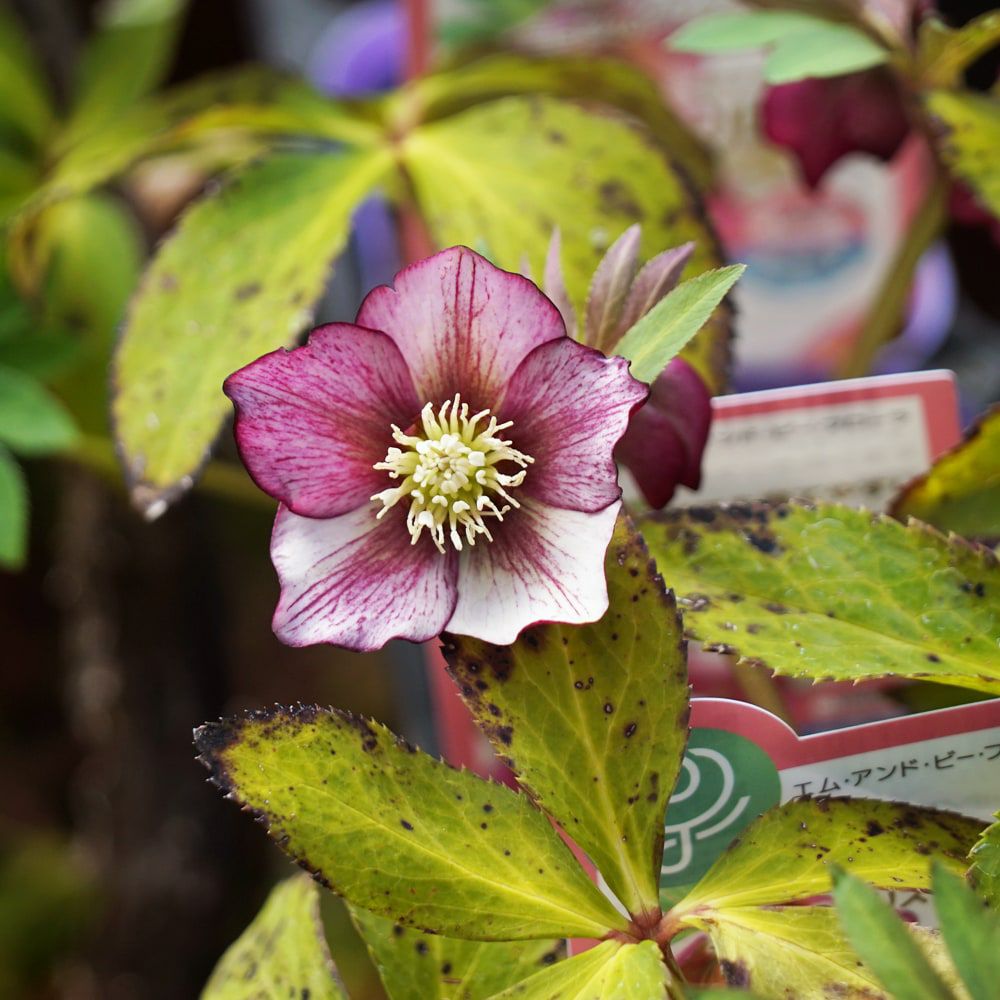 クリスマスローズ プチドール 彩 苗 販売 苗木部 By 花ひろばオンライン