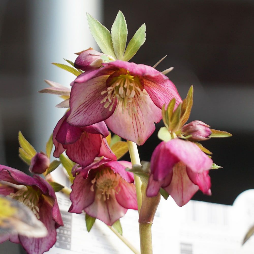 000000048182-05.jpg?size=l&w=