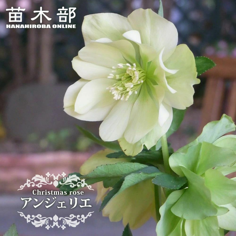 クリスマスローズ ホワイトオーケストラ 苗 販売 苗木部 By 花ひろば