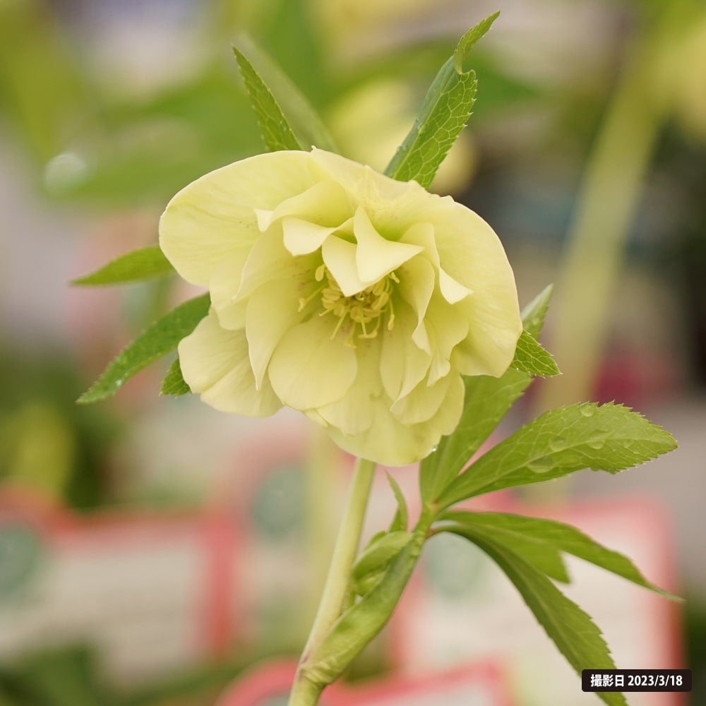 クリスマスローズ アンジェリエ 苗 販売 苗木部 By 花ひろばオンライン