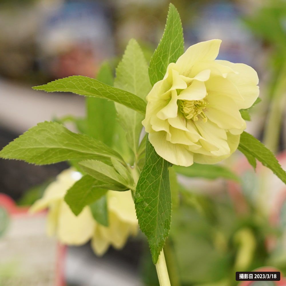 000000048183-05.jpg?size=l&w=