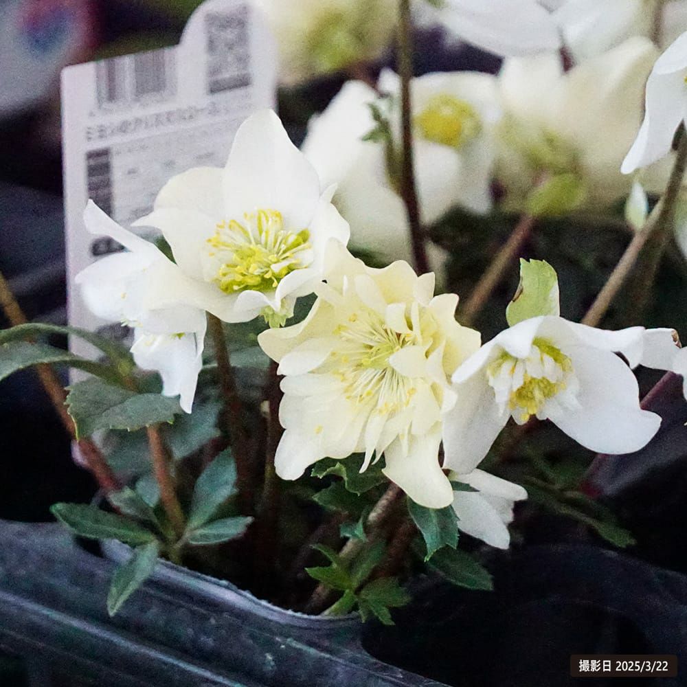 クリスマスローズ ダブルファンタジー 苗 販売 苗木部 By 花ひろば