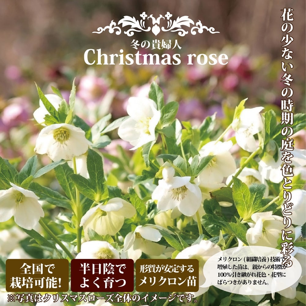 クリスマスローズ スノーホワイト 苗 販売 苗木部 By 花ひろばオンライン