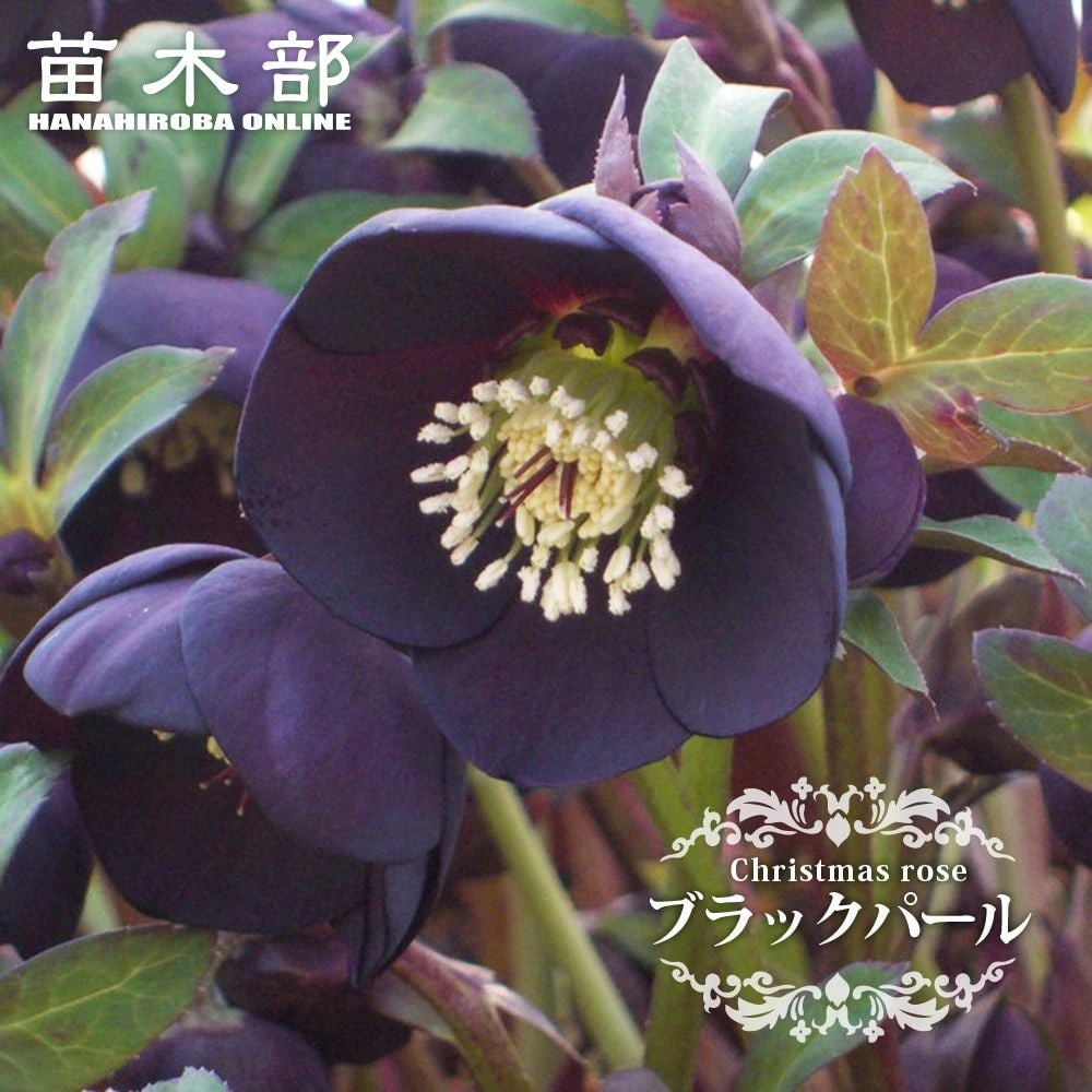 000000048198-01.jpg?size=l&w=