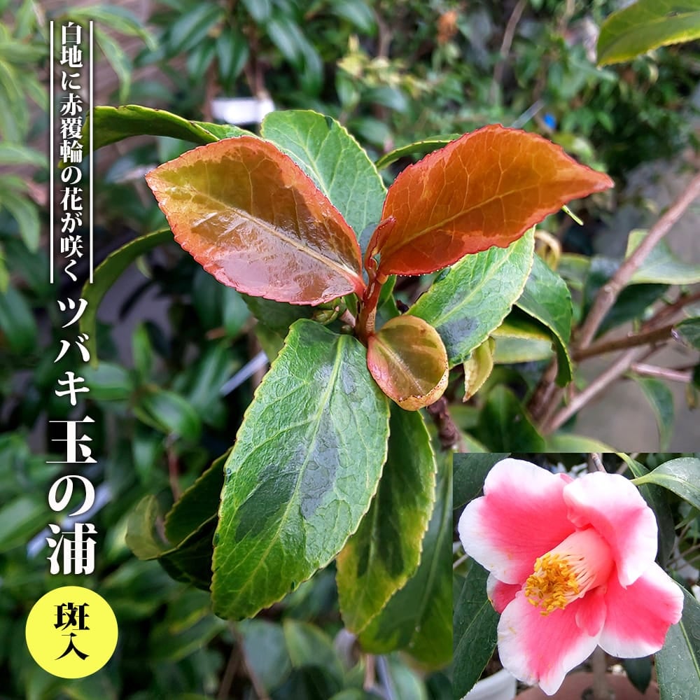 入荷の少ない珍しい品種 | 苗木部 本店 By 花ひろばオンライン