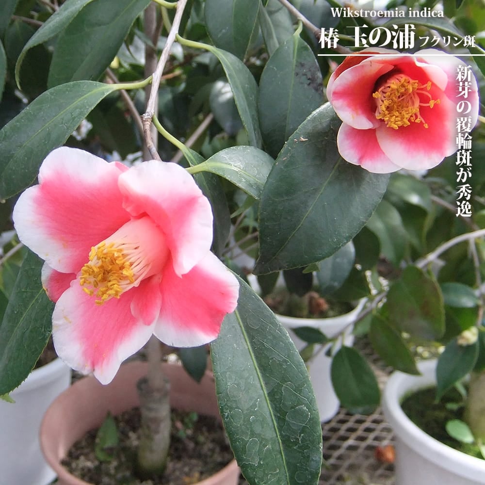 ツバキ 玉之浦 斑入り 3.5号ポット苗