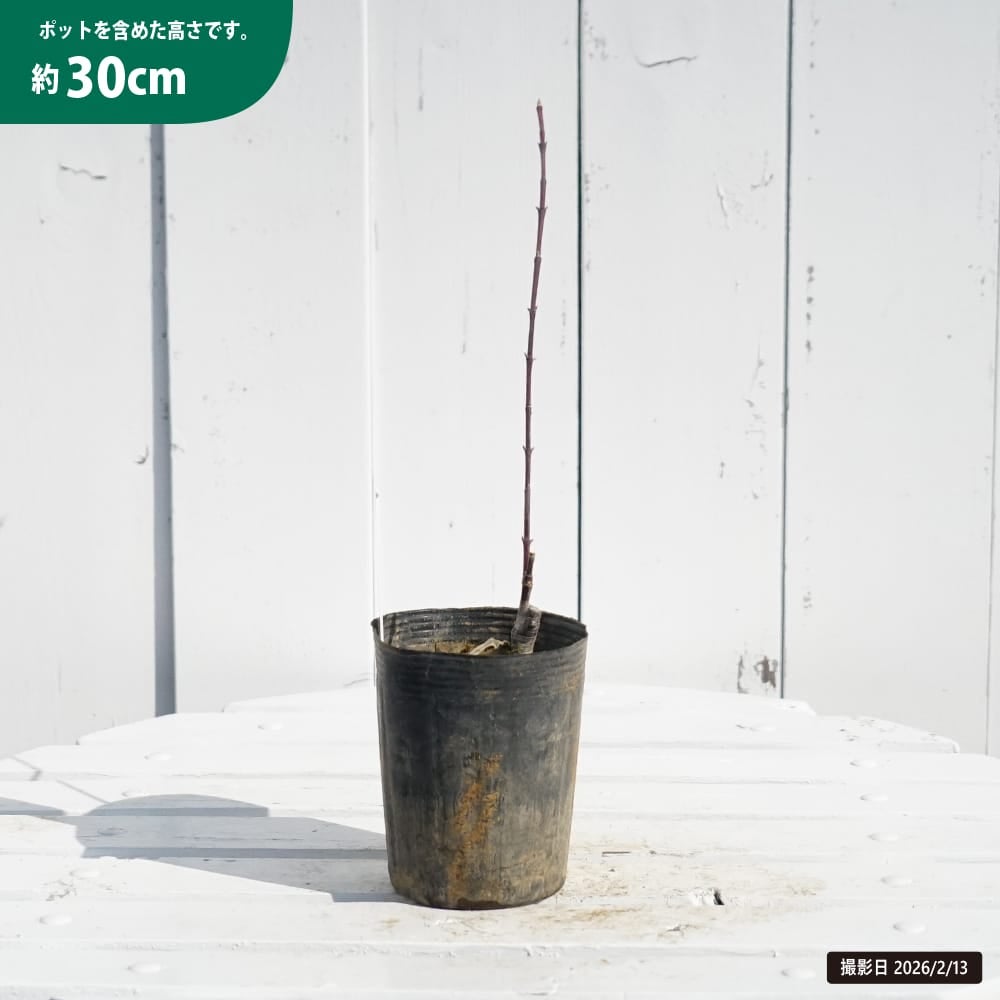 入荷の少ない珍しい品種 | 苗木部 本店 By 花ひろばオンライン