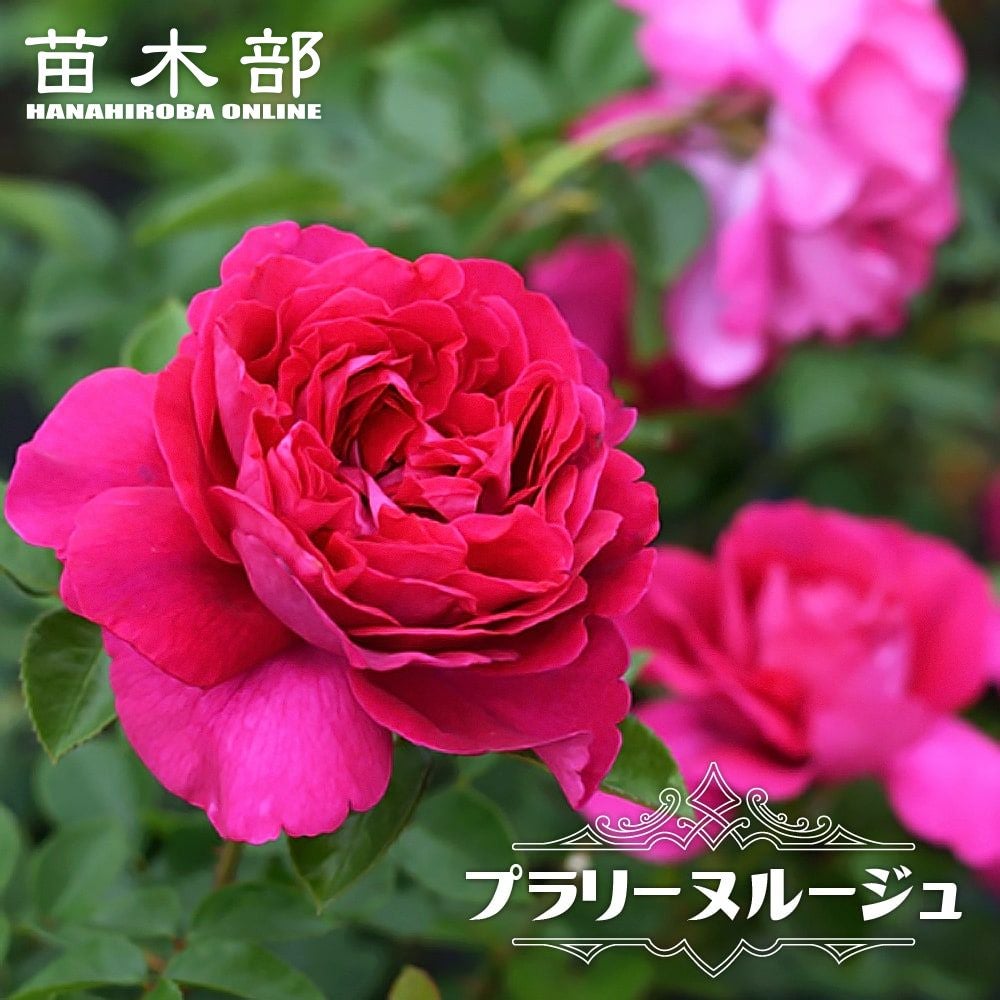 バラ プラリーヌルージュ S シュラブ （半つるバラ） 苗 販売 苗木部