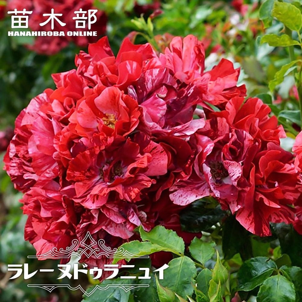 000000048236-01.jpg?size=l&w=
