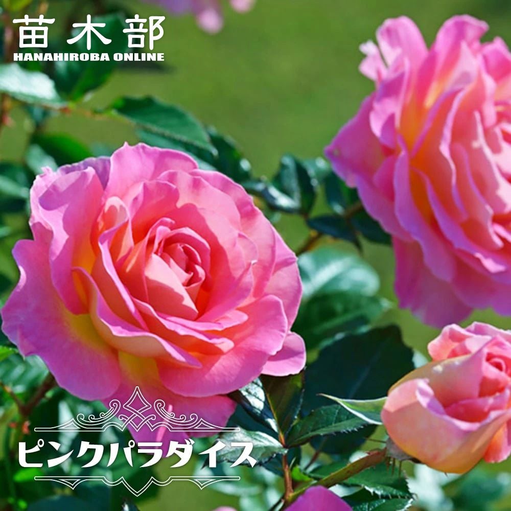 000000048237-01.jpg?size=l&w=