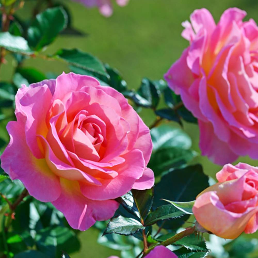 薔薇柄ペイントとピンクのグラデーションのミニカフェテーブルH30cm　楕円形 000000048237-08.jpg?size=l&w=