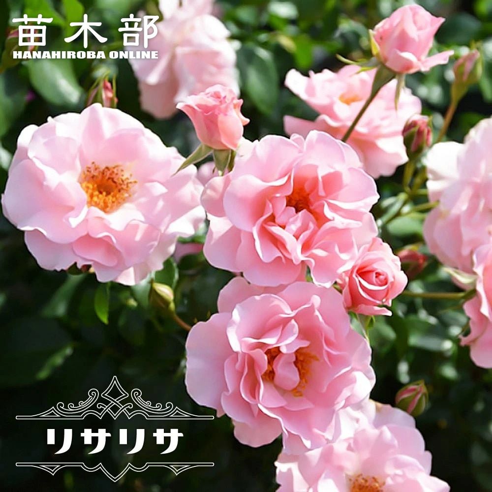 バラ ベビーロマンティカ FL フロリバンダ 苗 販売 苗木部 By 花ひろば