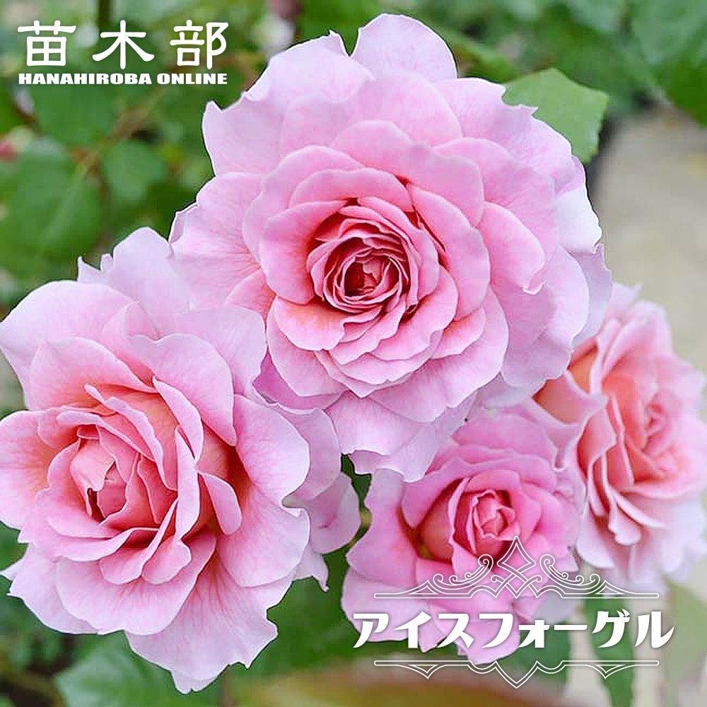 000000048306-01.jpg?size=l&w=