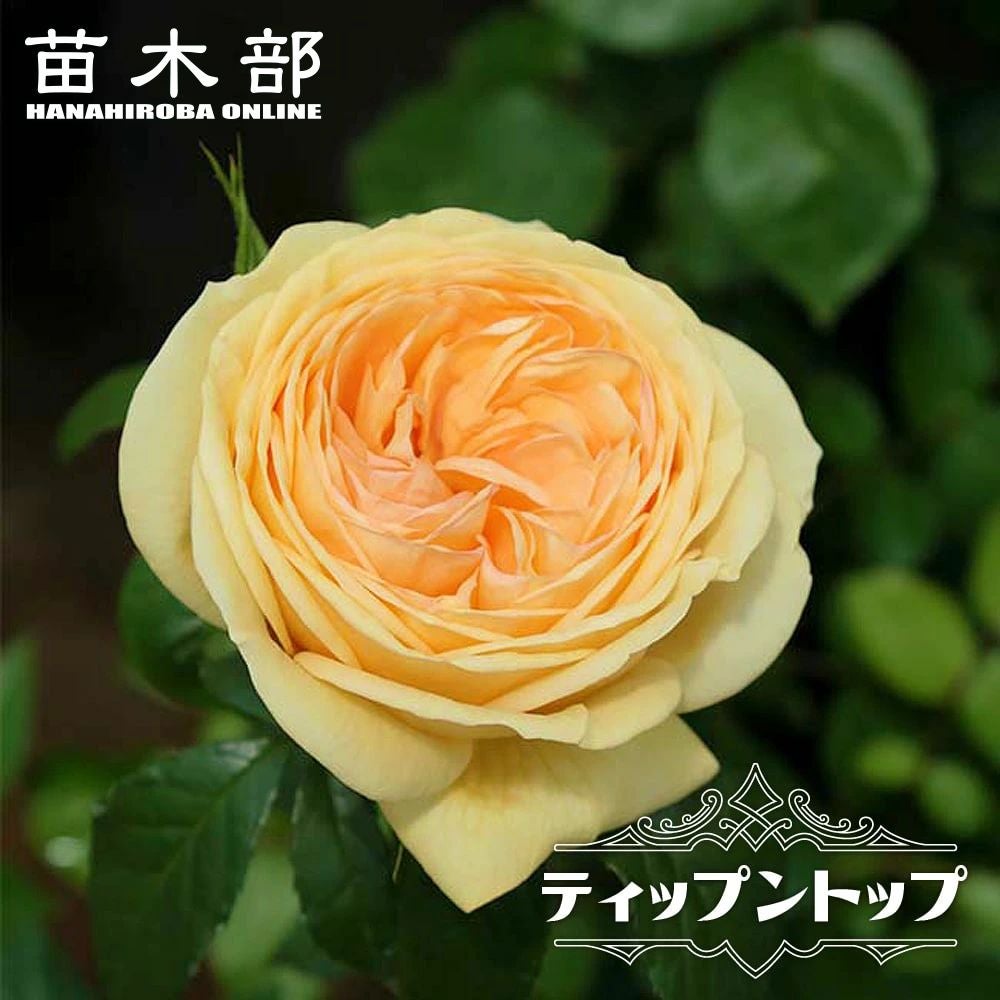 000000048310-01.jpg?size=l&w=