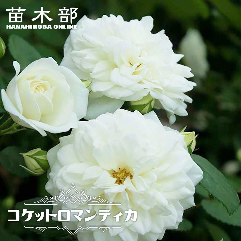 000000048314-01.jpg?size=l&w=