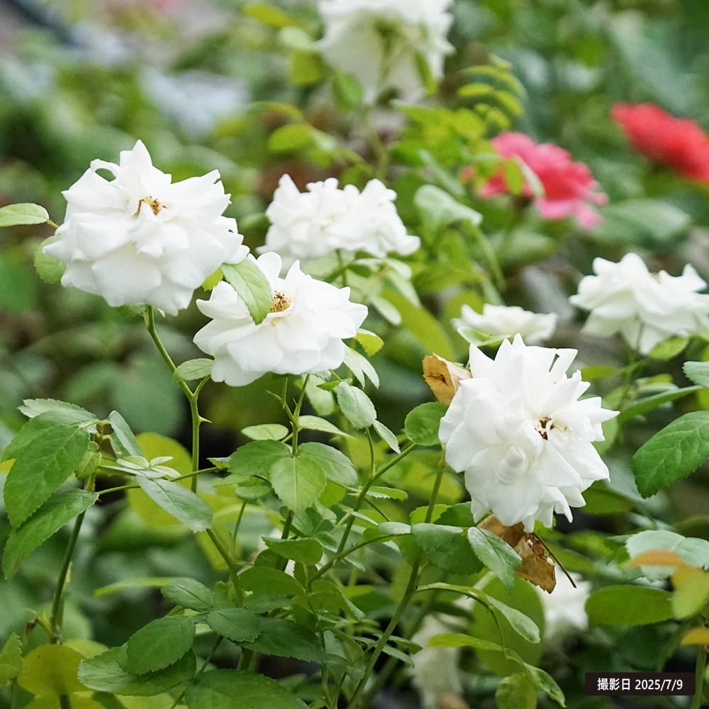 000000048314-10.jpg?size=l&w=