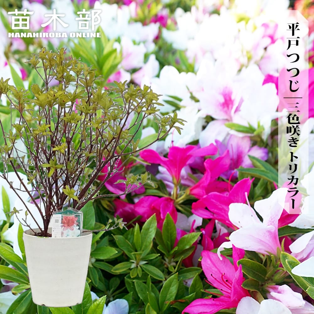 000000148333-01.jpg?size=m&w=