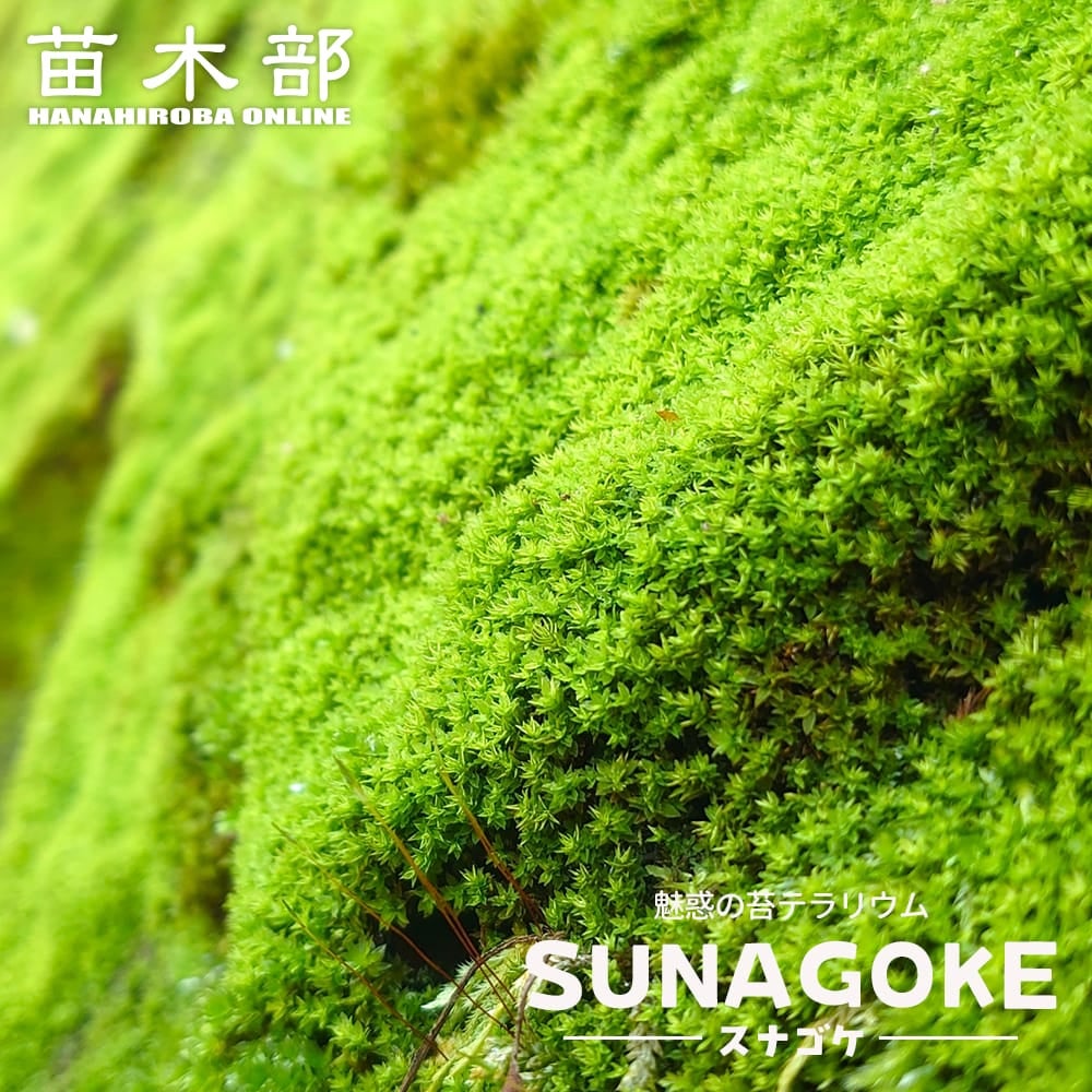 柑橘 ライム デザートライム 苗 通販 苗木部 By 花ひろばオンライン