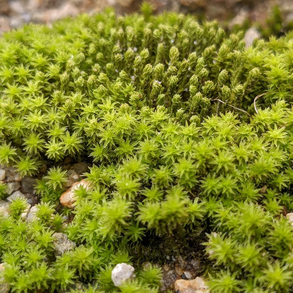 植物 ハイゴケ スナゴケ 種 スナゴケ・ハイゴケ