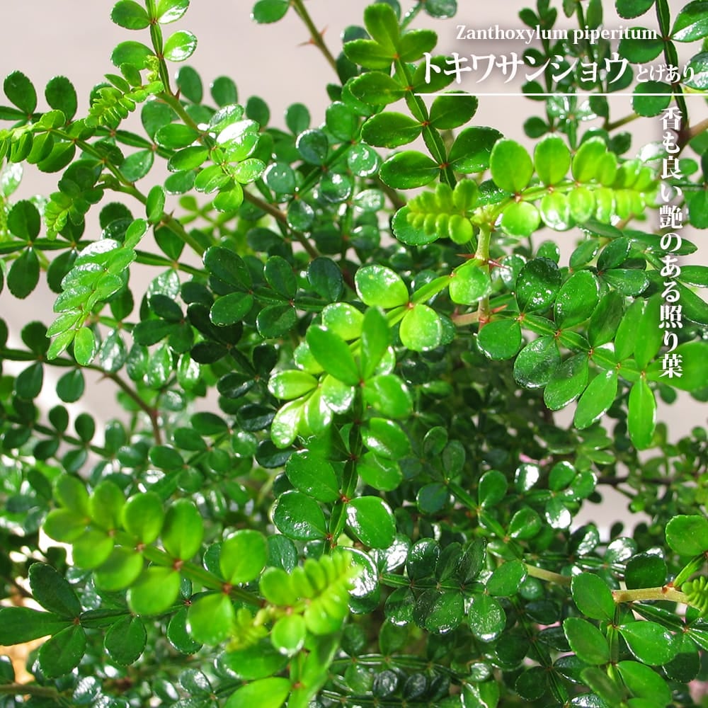 サンショウ | 苗木部 本店 By 花ひろばオンライン