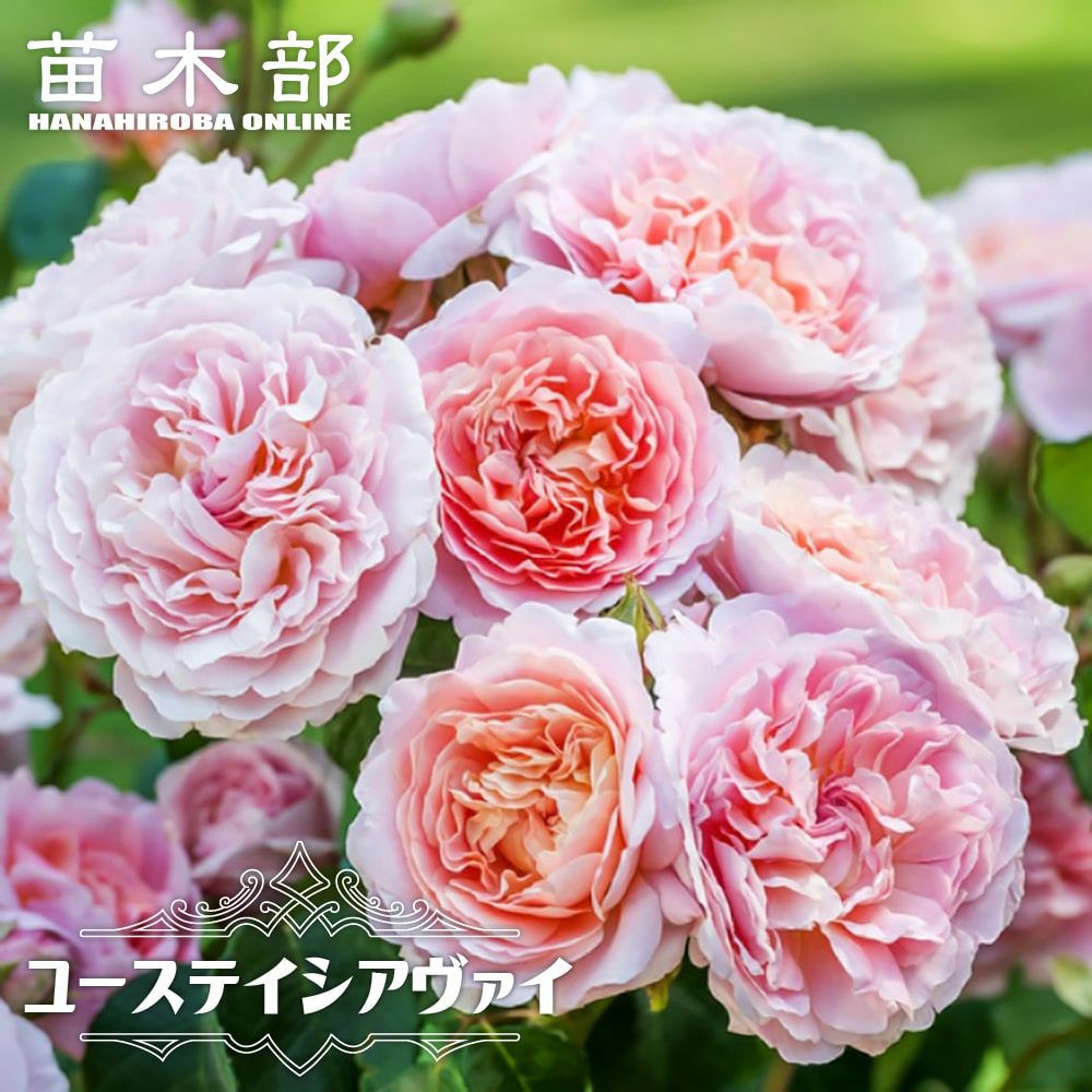 バラ ローブアラフランセーズ S シュラブ （半つるバラ） 苗 販売 苗木部