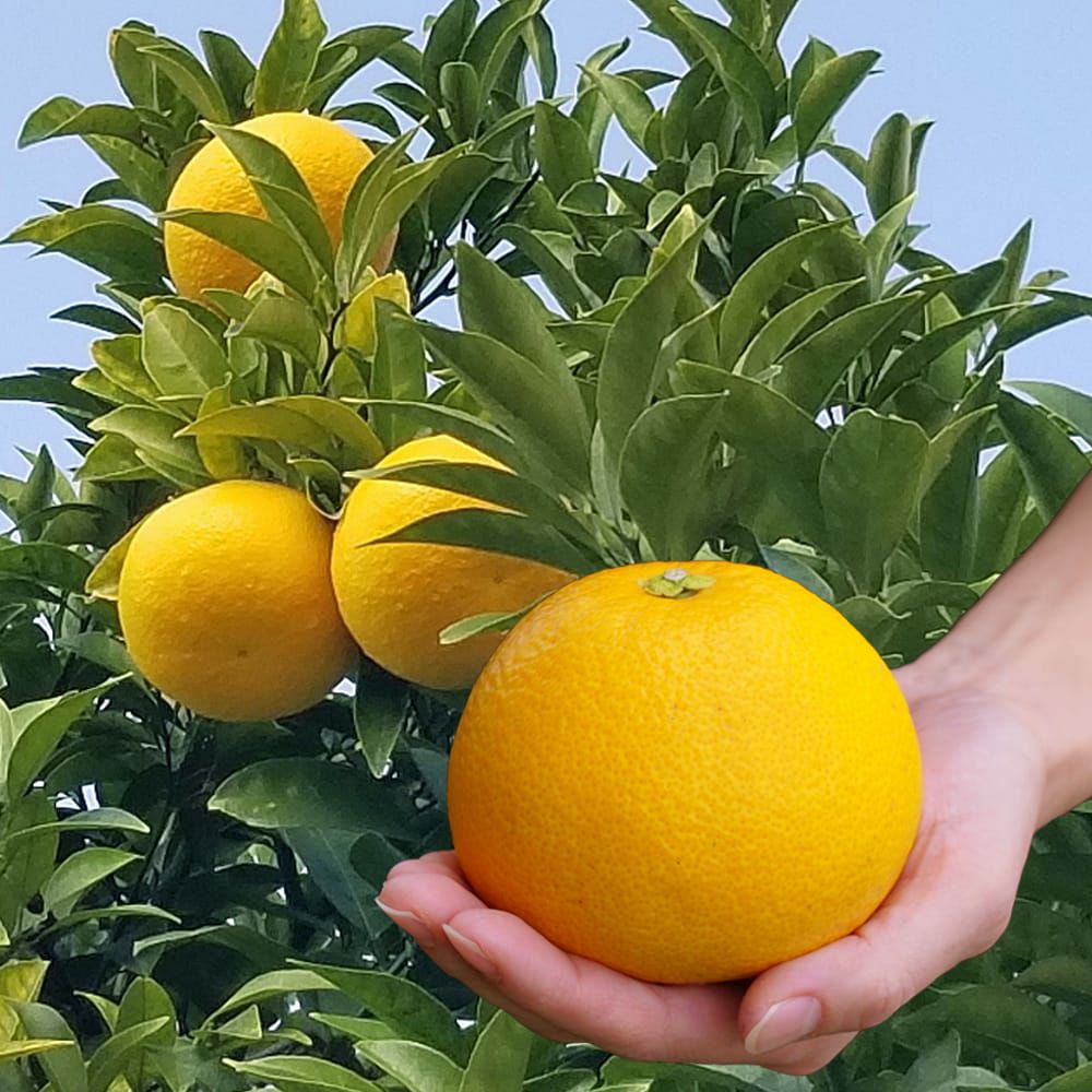 八朔 雑柑類 苗 通販 苗木部 By 花ひろばオンライン