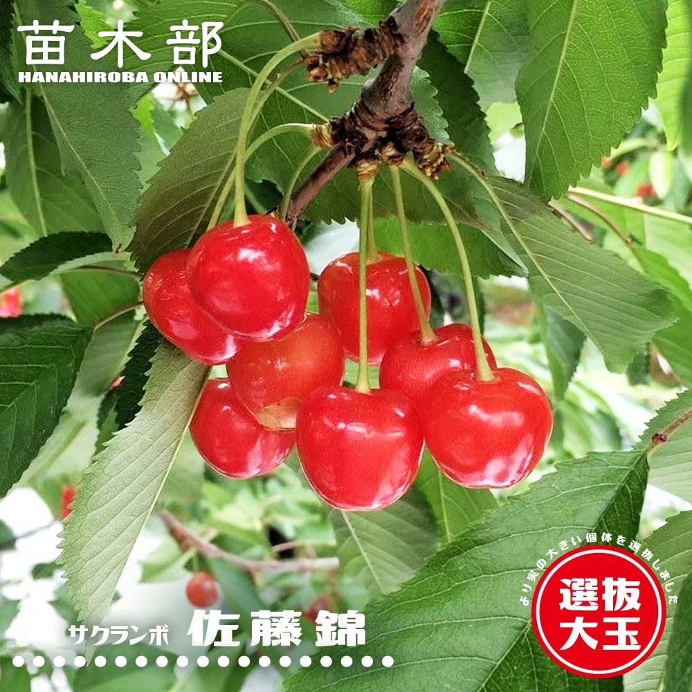 サクランボ 紅きらり 苗 おすすめ 苗木部 By 花ひろばオンライン