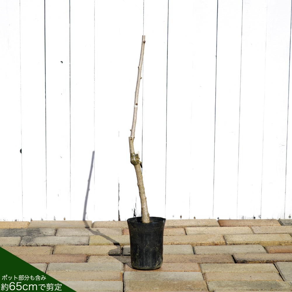 ギンナン 銀杏 藤九郎