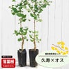 ギンナン 銀杏 久寿とオスの受粉樹セット