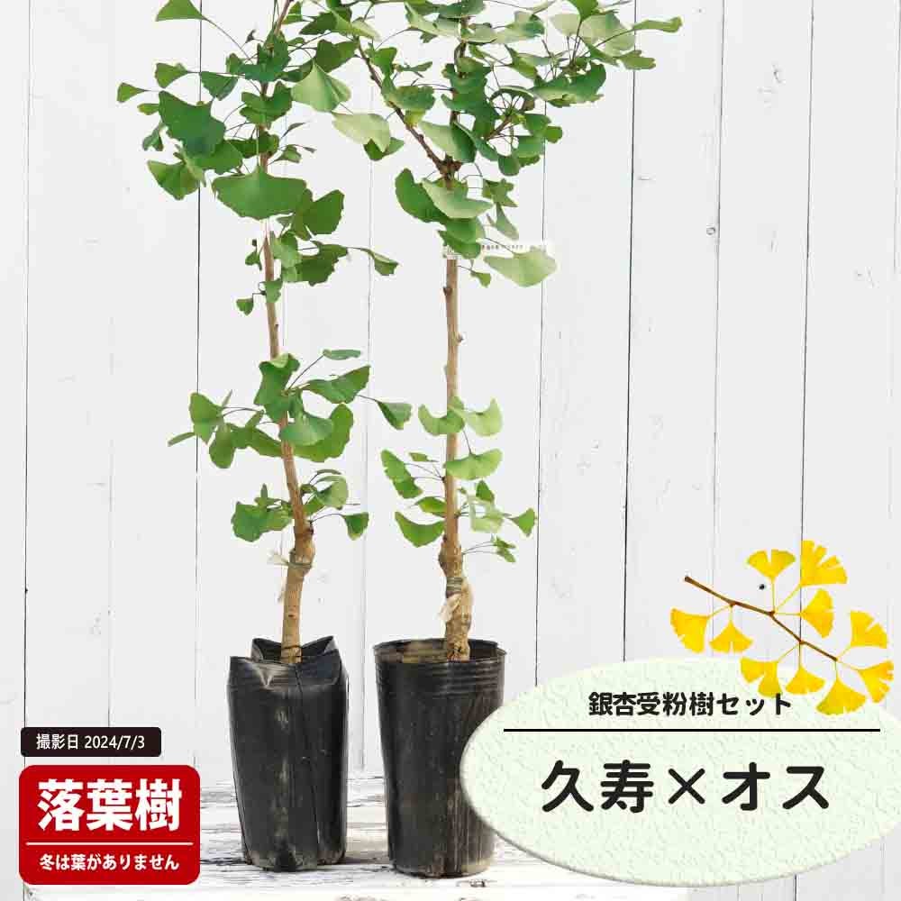 ギンナン 銀杏 久寿とオスの受粉樹セット