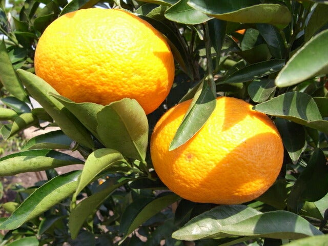 000000049013-01.jpg?size=l&w=