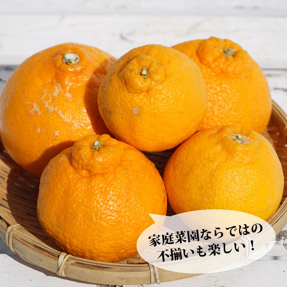 000000049014-02.jpg?size=l&w=