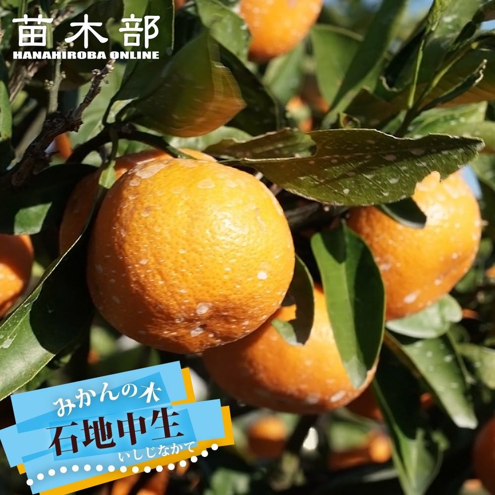 柑橘 温州みかん 田口早生 苗 通販 苗木部 By 花ひろばオンライン