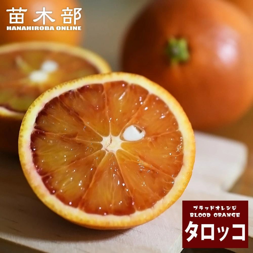 000000049023-01.jpg?size=l&w=