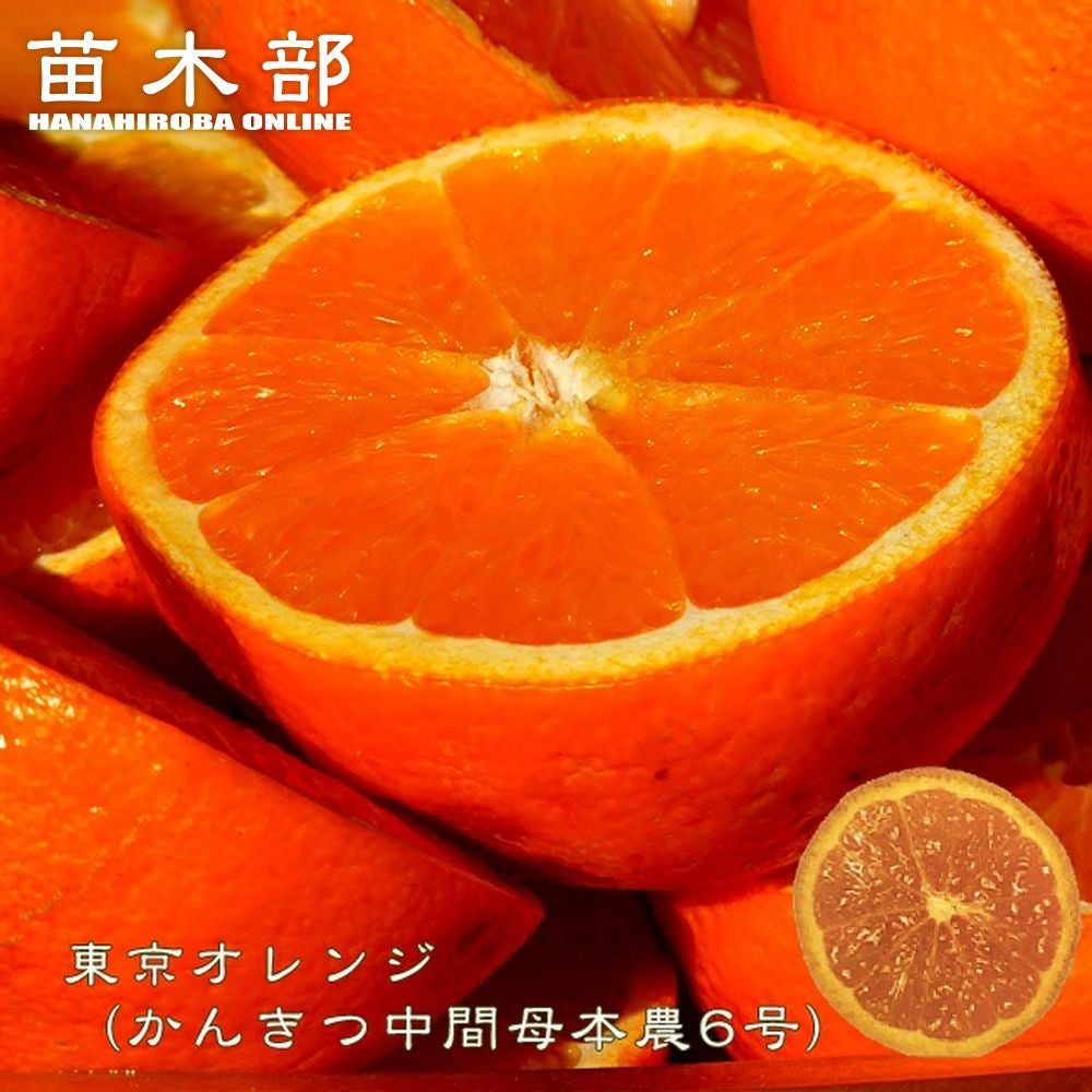 スイートスプリング 苗 おすすめ 苗木部 By 花ひろばオンライン