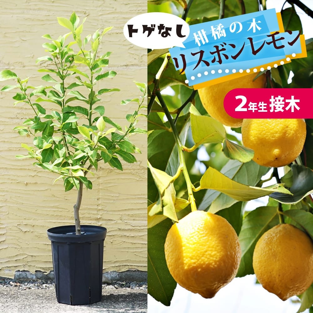 レモン・ライム | 苗木部 本店 By 花ひろばオンライン