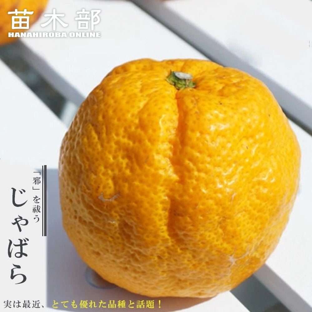 タチバナ 香酸柑橘類 苗 おすすめ 苗木部 By 花ひろばオンライン