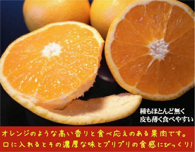 津之輝 （つのかがやき） タンゴール 苗 販売 苗木部 By 花ひろば