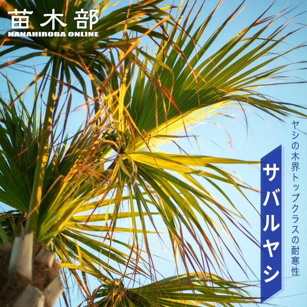 000000049062-01.jpg?size=l&w=