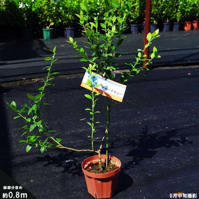 ブルーベリー サザンハイブッシュ系 ブルーデキシー 苗 販売 苗木部