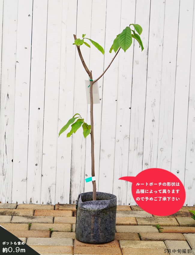 ポポー サンフラワーの販売 苗木部 By 花ひろばオンライン