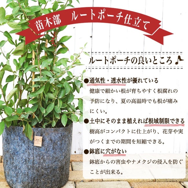 ポポー サンフラワー 苗 販売 苗木部 By 花ひろばオンライン